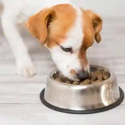 Image Alternative Text